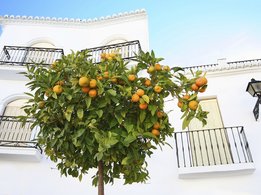 Bir evin önündeki portakal ağacı